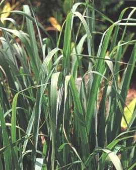 Lemongrass.jpg