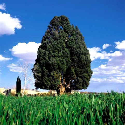 cipres tree.jpg