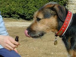 dog aromatherapy.jpg