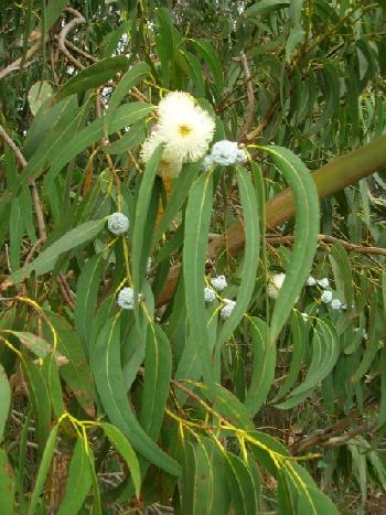 eucaliptus tree.jpg
