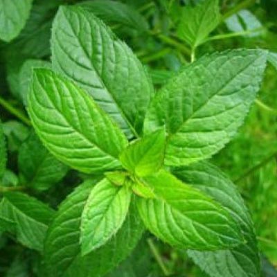 menta piperita.jpg