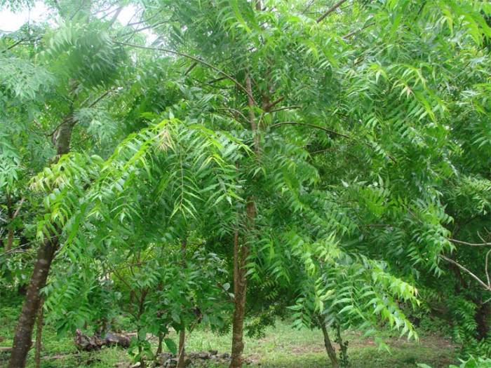 neem tree.jpg